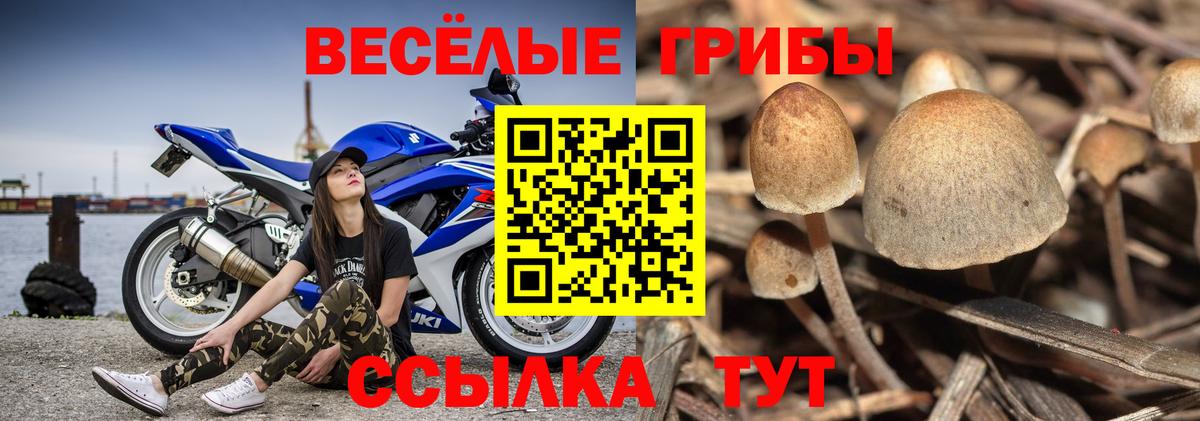 Братск  Галлюциногенные грибы MAGIC MUSHROOMS  Вход с VPN 